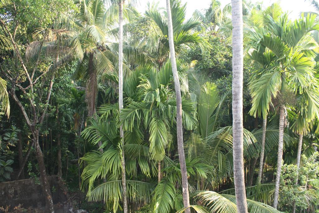 Greenview Homestay Kochi Cameră foto